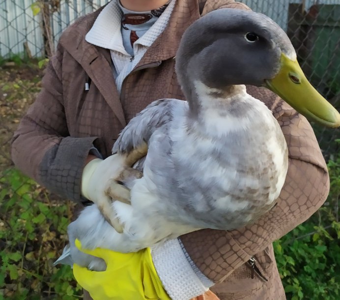 Утята голубой Фаворит