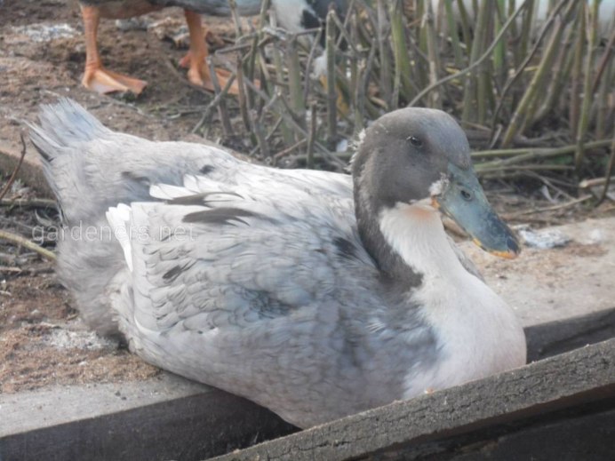 Индоутка голубой Фаворит