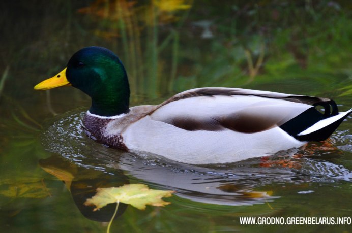 Кряква Бузулукского Бора