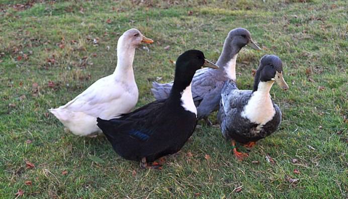 Утка с рыжей головой