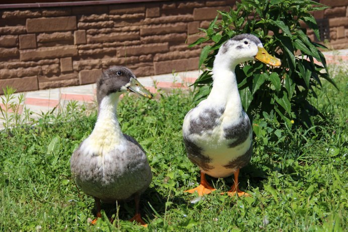 Клюв утки кряквы