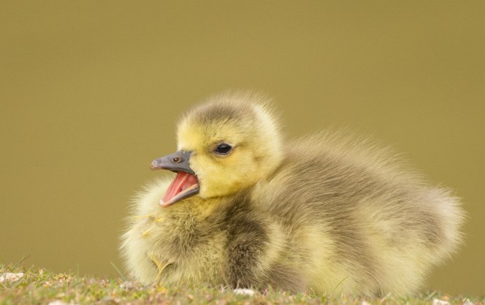 Дикая утка селезень