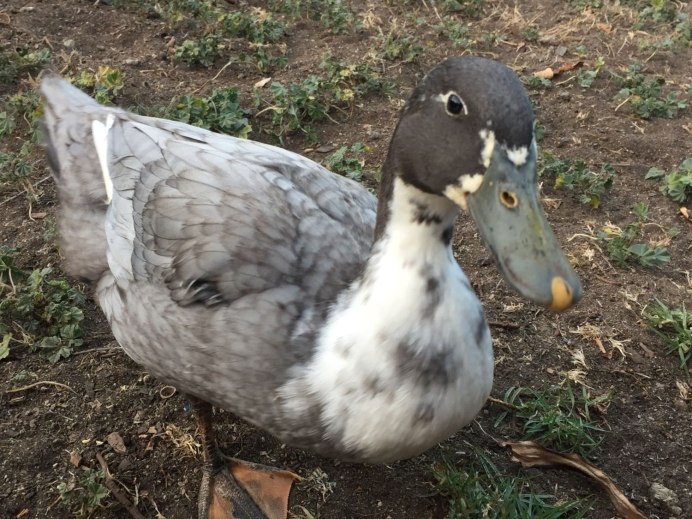 Мускусная утка самка