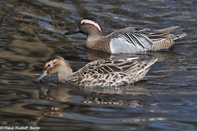 Гусь и утка вместе