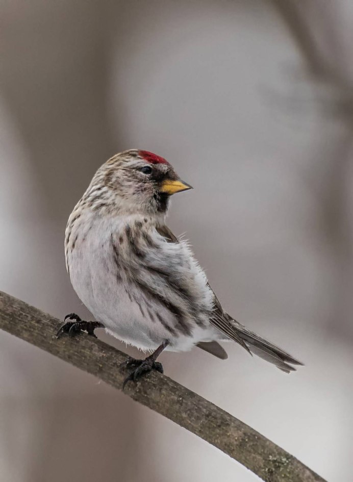 Рубиновоголовый королёк