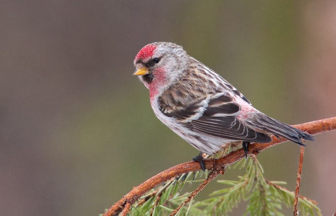 Carduelis flammea