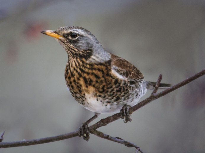 Птица Yellow Rumped Warbler