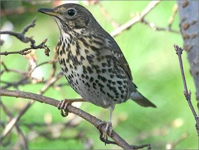 Птичка с розовой грудкой Коноплянка