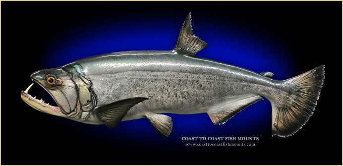 River Wolffish