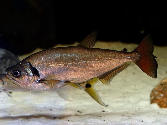 Скумбриевидный гидролик (Payara)