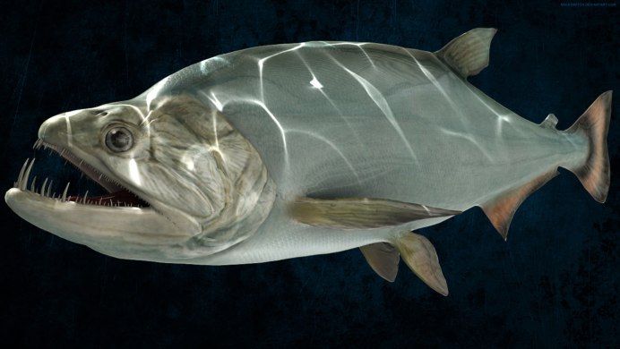 Payara Vampire Fish