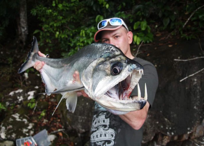 Payara Fish