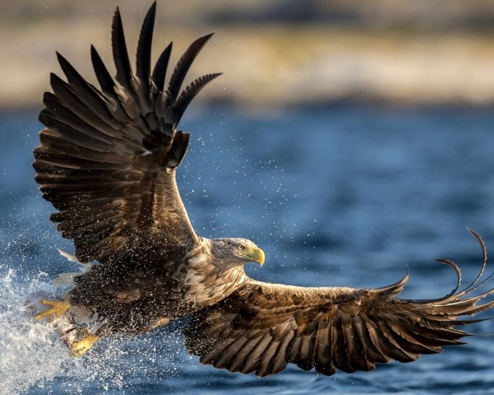 Лесной Орел птица