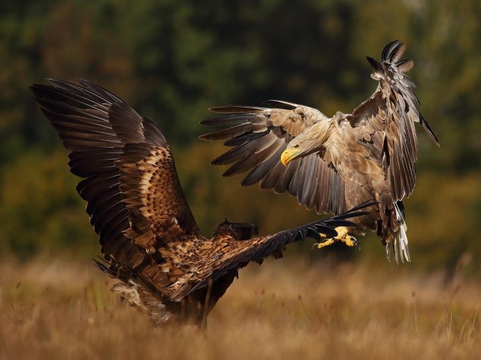 Белоголовый Орлан Карачаево-Черкесия