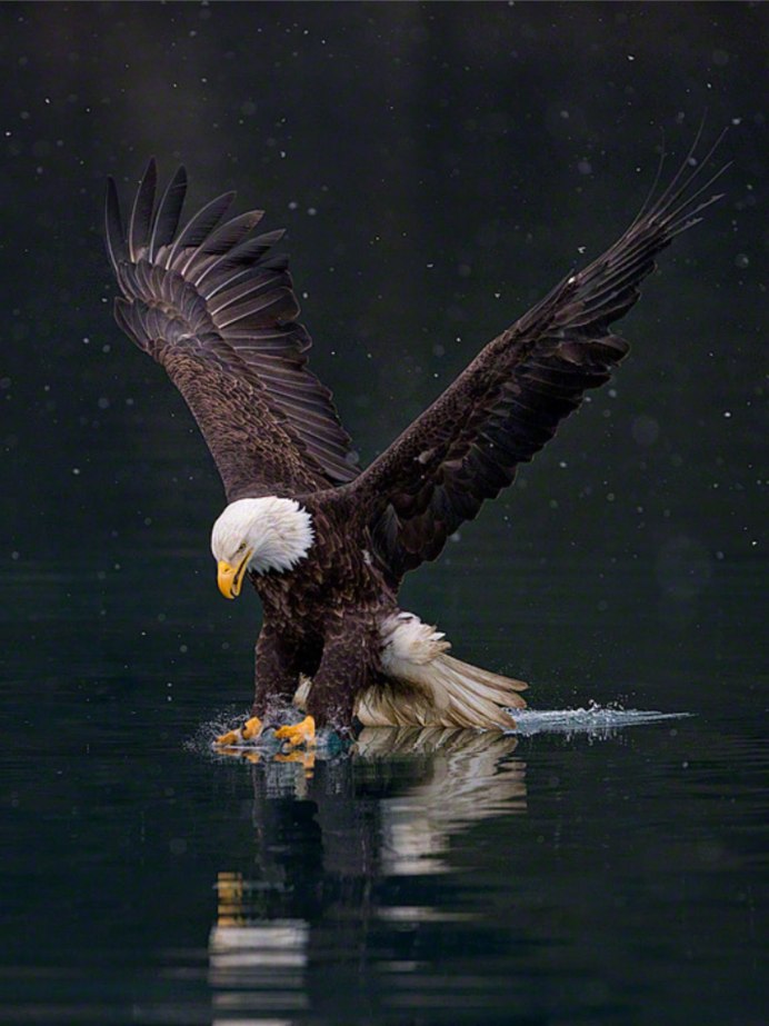 Белоголовый Орлан зимой