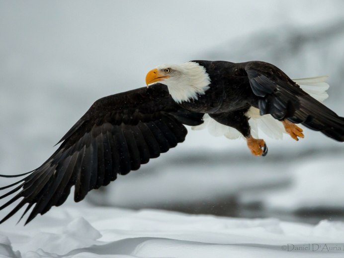 Орлан-белохвост белоголовый