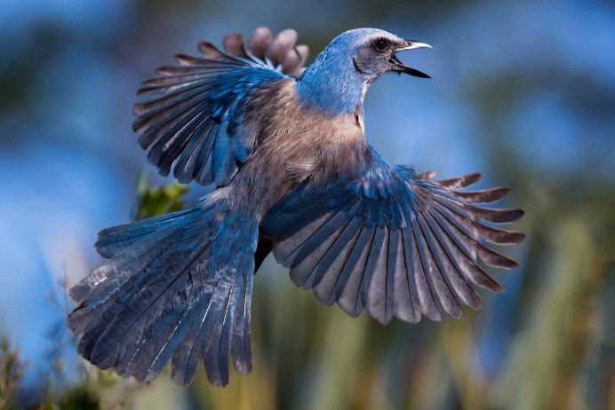 Лиловый Дрозд (Myophonus caeruleus)