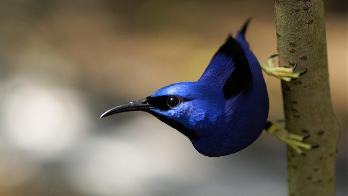 Лиловый Дрозд (Myophonus caeruleus)