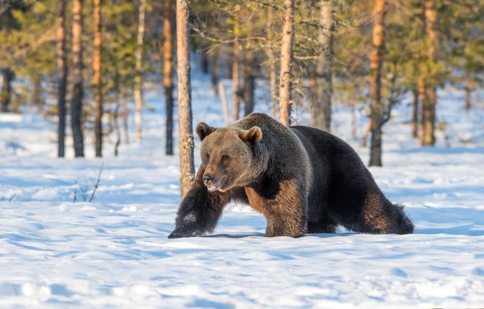 Медведь зимой в лесу