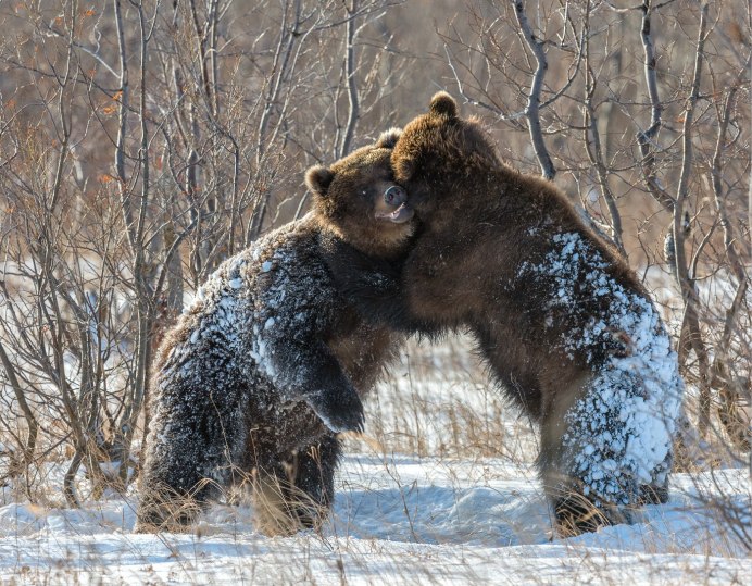 Медведь зима