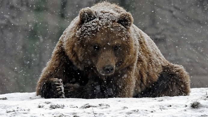 Бурый медведь символ России