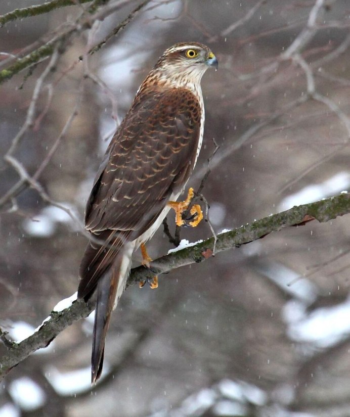 Тетеревятник охотится