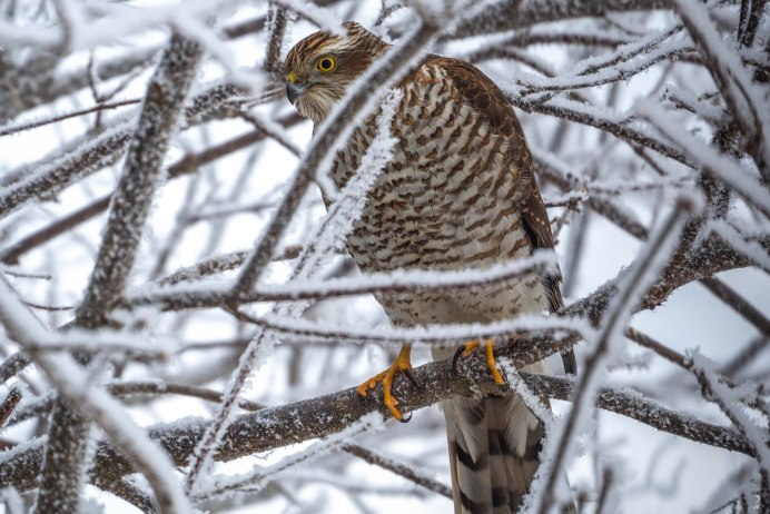 Ястреб-перепелятник зимой