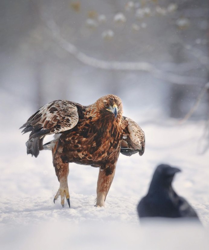 Сокол дербник охота