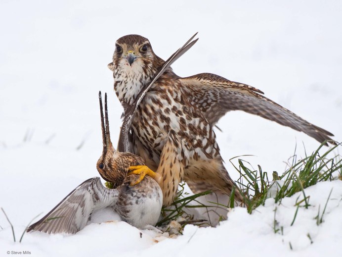 Ястреб-тетеревятник зимой
