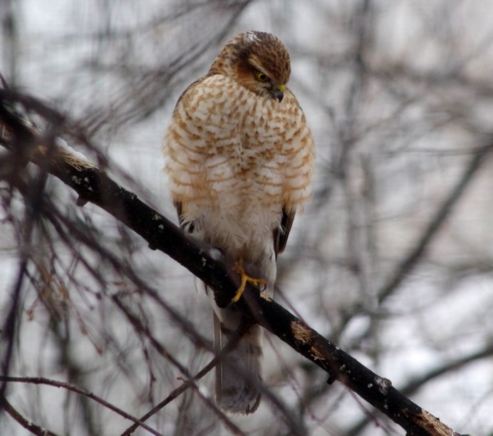 Accipiter nisus перепелятник