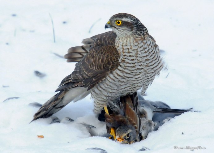 Ястреб-перепелятник зимой