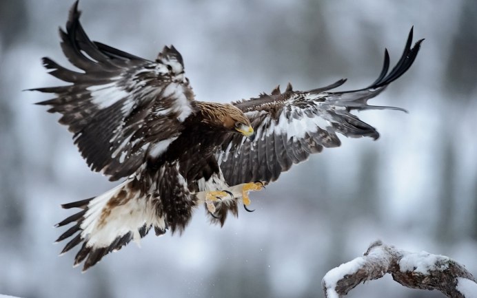 Китайская живопись пустельга