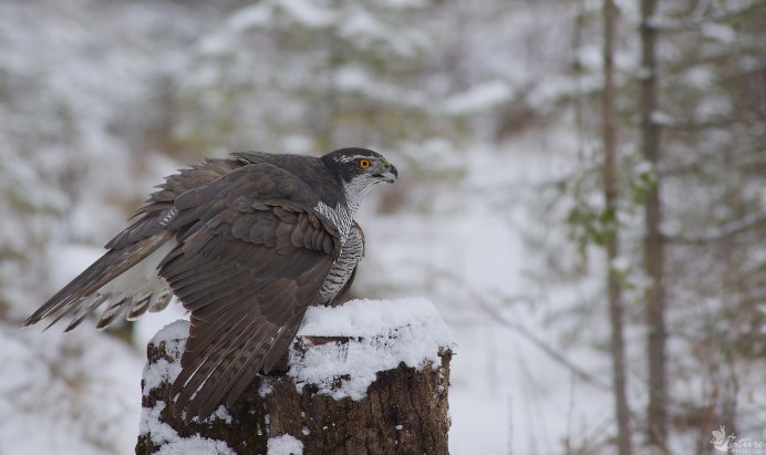 Белгородская область Ястребы-перепелятники