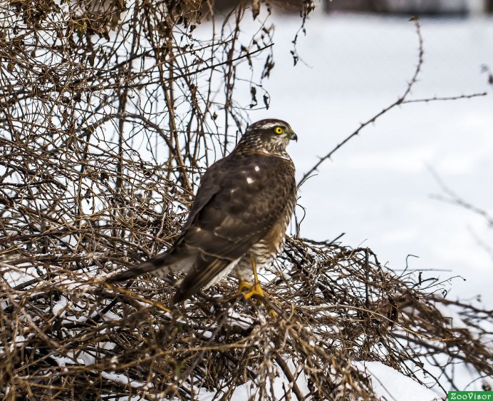 Сибирский перепелятник
