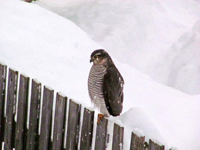 Ястреб-тетеревятник зимой