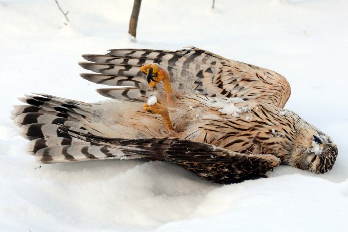 Ястреб-перепелятник зимой
