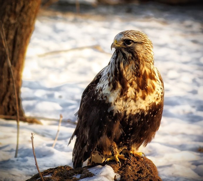 Канюк и Лунь