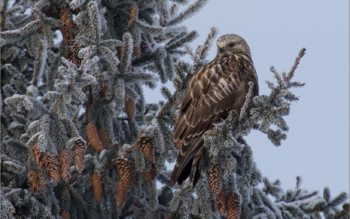 Ястреб Беркут зимой