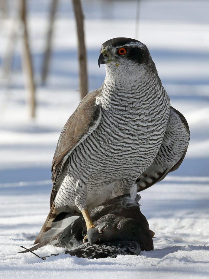 Ястреб канюк