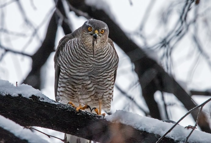 Ястреб перепелятник в городе