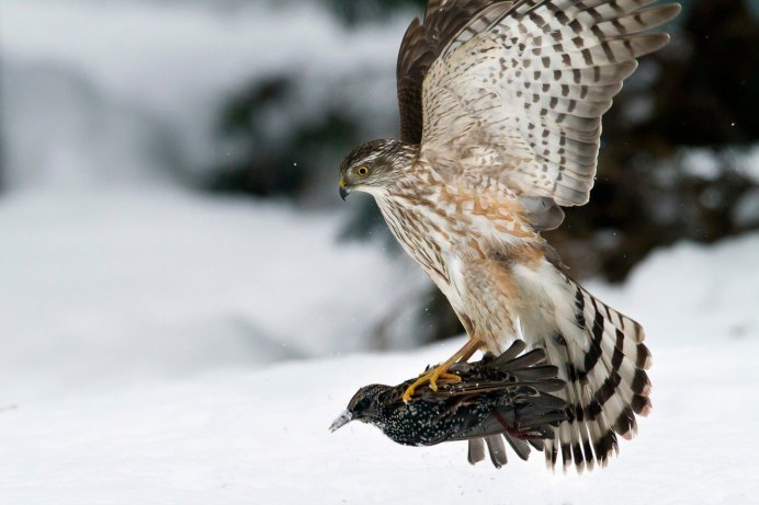 Канюк зимний