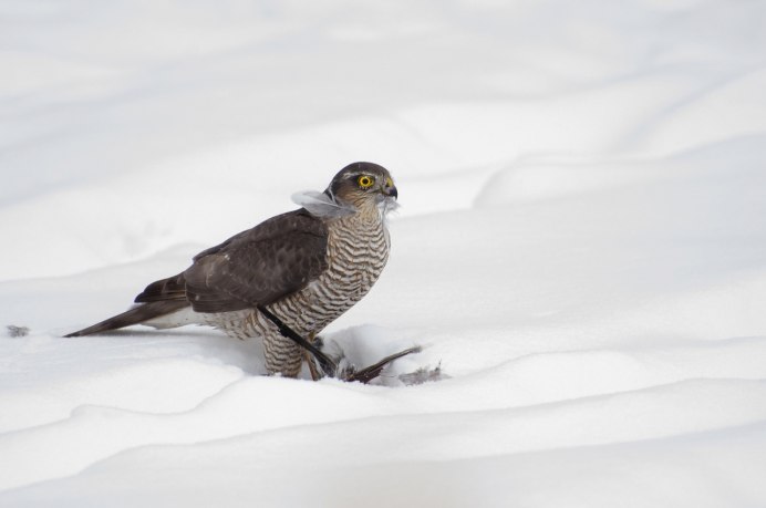 Ястреб зима 2021 фото