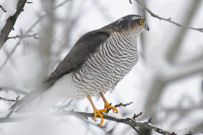 Птица ястреб перепелятник