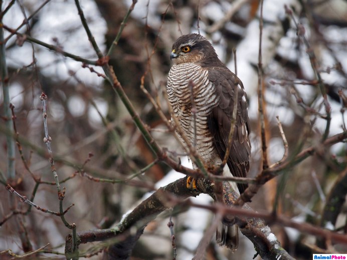 Ястреб-тетеревятник и ястреб-перепелятник