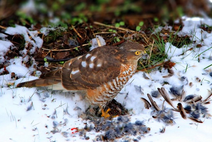 Ястреб зимуется?