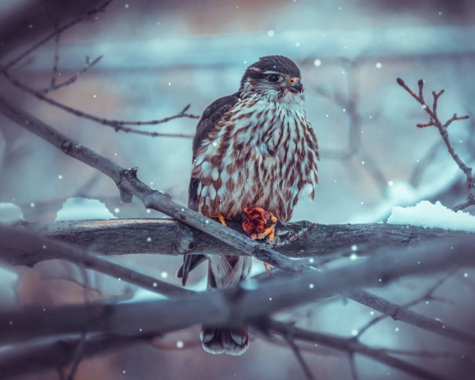 Тетеревятник весом 2 кг