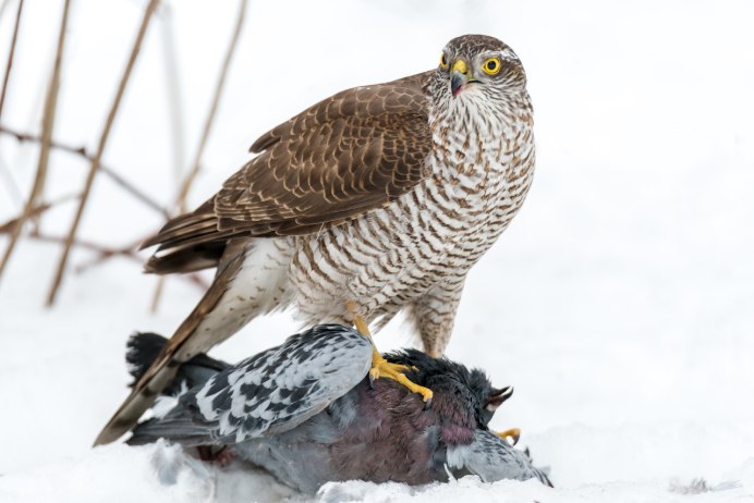 Кукушка зимой