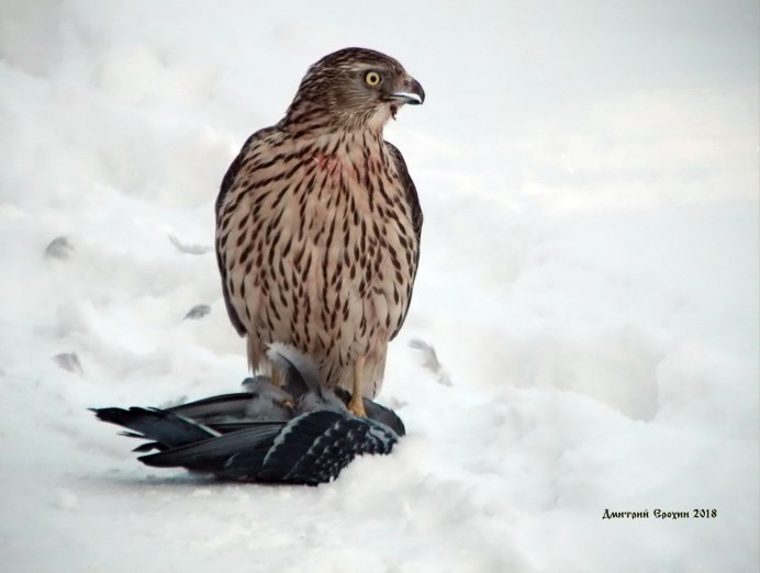 Морского орлана Стеллера