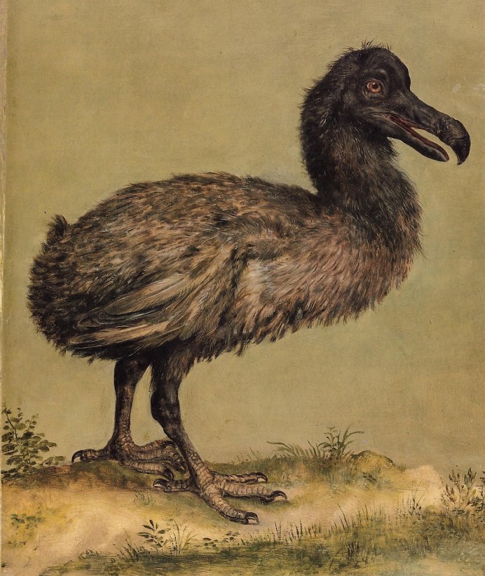 Natunaornis gigoura