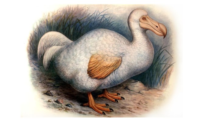 Дронт Raphus cucullatus